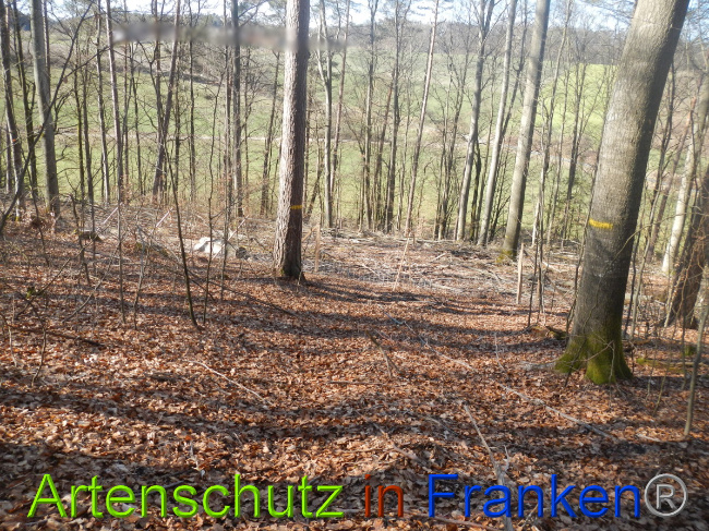© Artenschutz in Franken® Bild zum Eintrag (1044336-160)