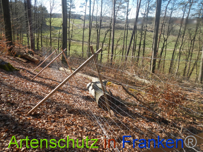 © Artenschutz in Franken® Bild zum Eintrag (1044337-160)