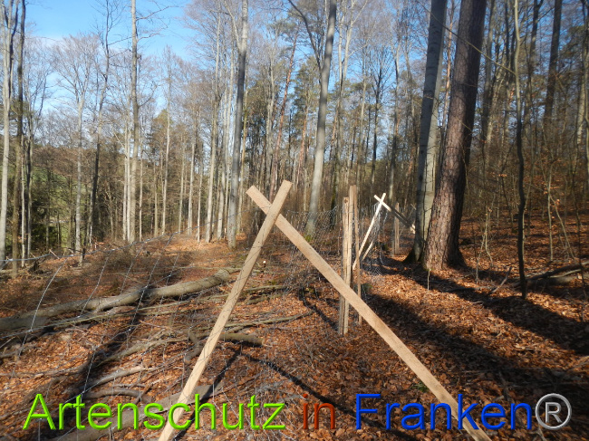 © Artenschutz in Franken® Bild zum Eintrag (1044339-160)