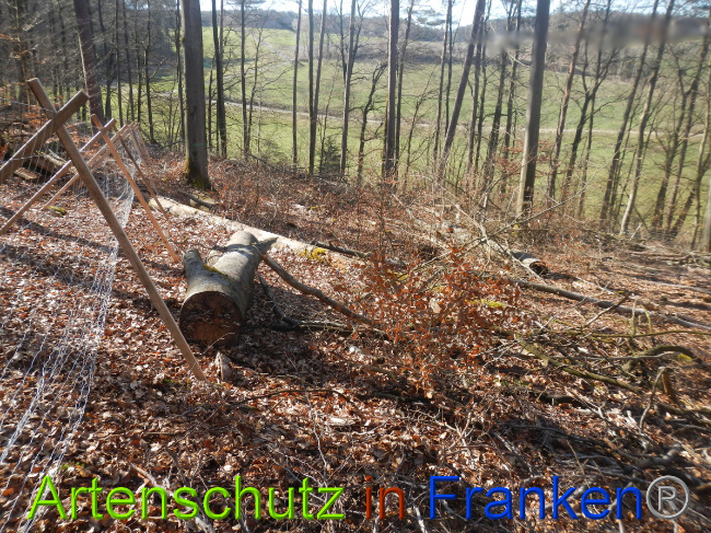 © Artenschutz in Franken® Bild zum Eintrag (1044340-160)