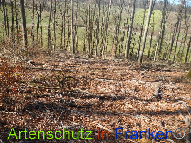 © Artenschutz in Franken® Bild zum Eintrag (1044341-160)