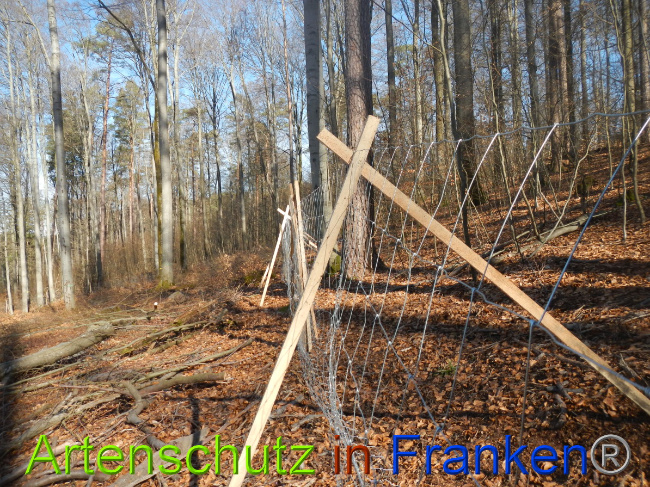 © Artenschutz in Franken® Bild zum Eintrag (1044342-160)
