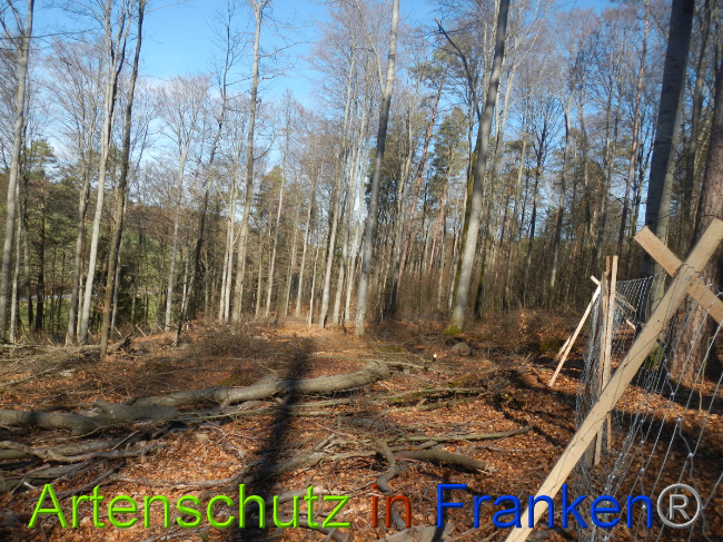 © Artenschutz in Franken® Bild zum Eintrag (1044343-160)