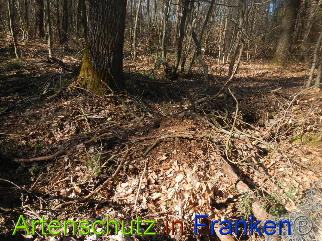 © Artenschutz in Franken® Bild zum Eintrag (1044352-160)