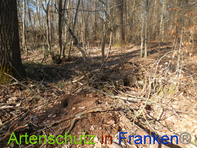 © Artenschutz in Franken® Bild zum Eintrag (1044355-160)