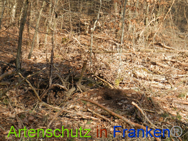 © Artenschutz in Franken® Bild zum Eintrag (1044356-160)