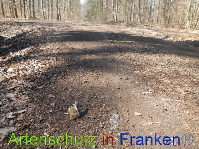 © Artenschutz in Franken® Bild zum Eintrag (1044376-160)