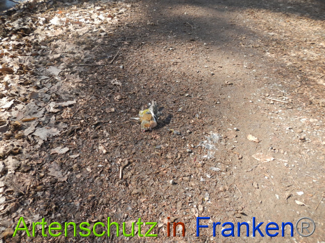 © Artenschutz in Franken® Bild zum Eintrag (1044377-160)