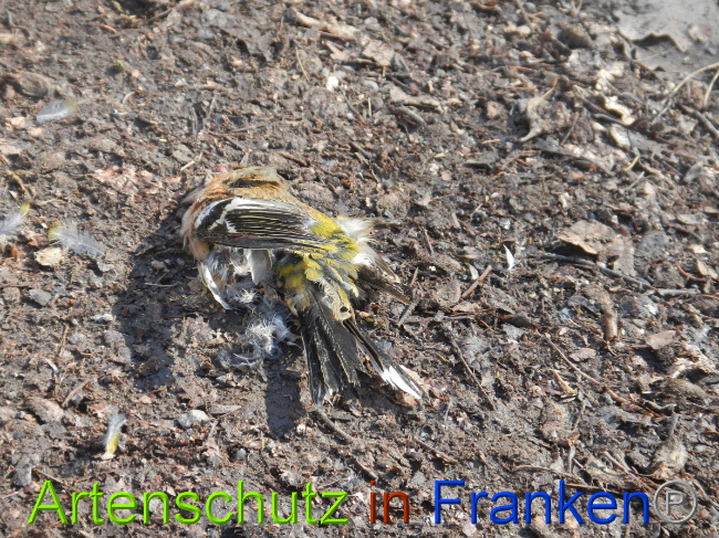 © Artenschutz in Franken® Bild zum Eintrag (1044381-160)
