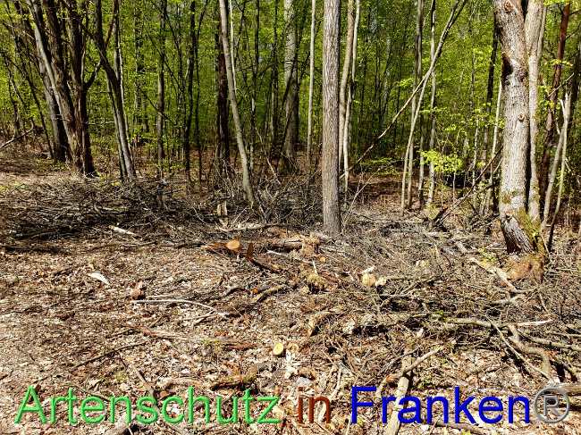© Artenschutz in Franken® Bild zum Eintrag (1048122-160)