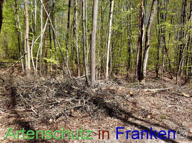 © Artenschutz in Franken® Bild zum Eintrag (1048126-160)