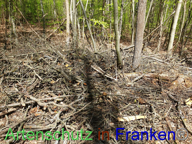 © Artenschutz in Franken® Bild zum Eintrag (1048127-160)