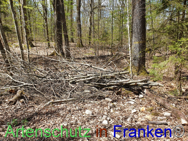 Bild zum Eintrag (1048131-160)