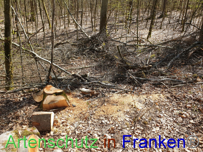 Bild zum Eintrag (1048132-160)
