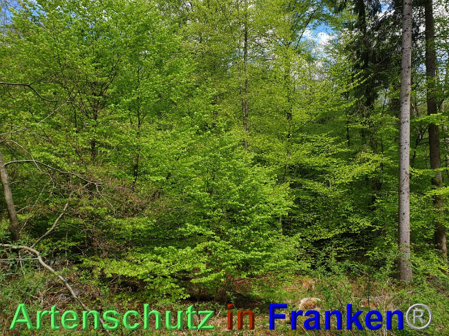 Bild zum Eintrag (1048532-160)