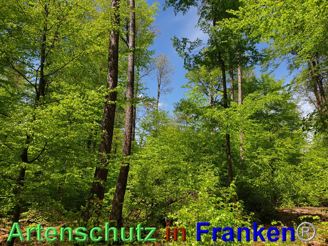 © Artenschutz in Franken® Bild zum Eintrag (1048534-160)