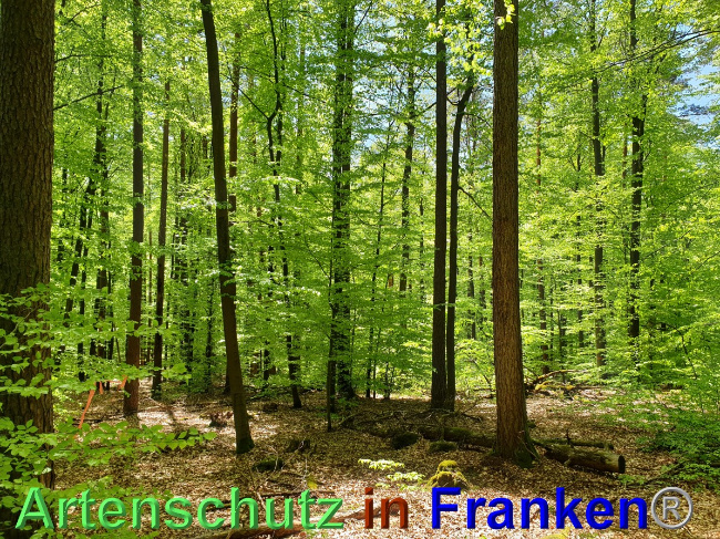 © Artenschutz in Franken® Bild zum Eintrag (1048535-160)