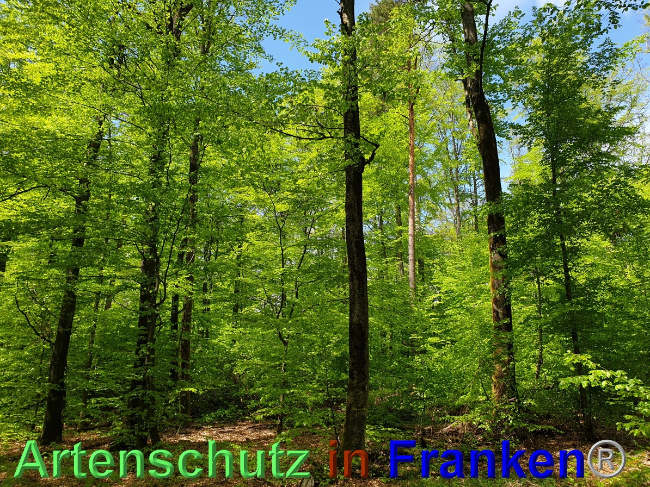 © Artenschutz in Franken® Bild zum Eintrag (1048536-160)