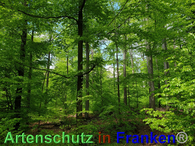 © Artenschutz in Franken® Bild zum Eintrag (1048539-160)