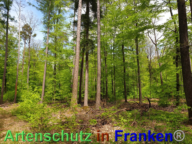© Artenschutz in Franken® Bild zum Eintrag (1048540-160)