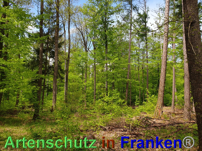 © Artenschutz in Franken® Bild zum Eintrag (1048542-160)