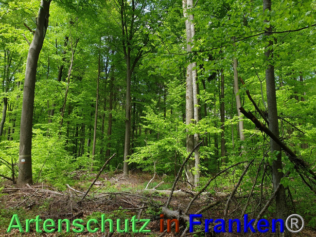 © Artenschutz in Franken® Bild zum Eintrag (1048543-160)