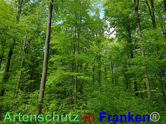 © Artenschutz in Franken® Bild zum Eintrag (1048544-160)