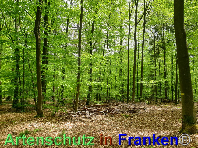 © Artenschutz in Franken® Bild zum Eintrag (1048546-160)