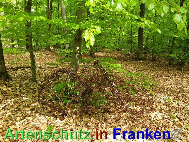 © Artenschutz in Franken® Bild zum Eintrag (1048547-160)