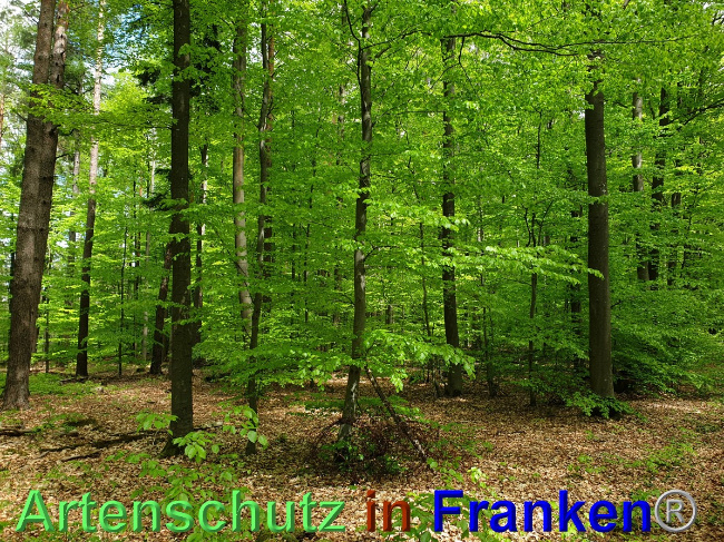 © Artenschutz in Franken® Bild zum Eintrag (1048548-160)