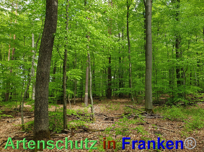 © Artenschutz in Franken® Bild zum Eintrag (1048553-160)
