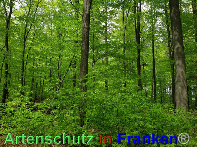 © Artenschutz in Franken® Bild zum Eintrag (1048554-160)