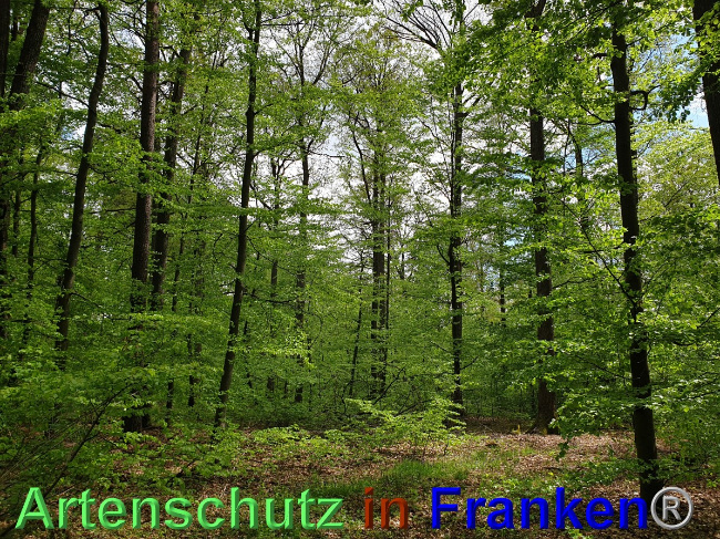 © Artenschutz in Franken® Bild zum Eintrag (1048555-160)