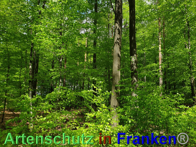 © Artenschutz in Franken® Bild zum Eintrag (1048557-160)