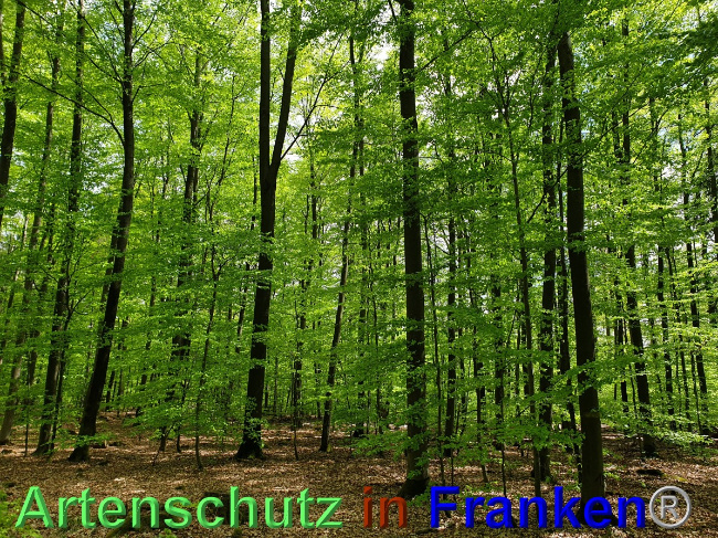 © Artenschutz in Franken® Bild zum Eintrag (1048558-160)