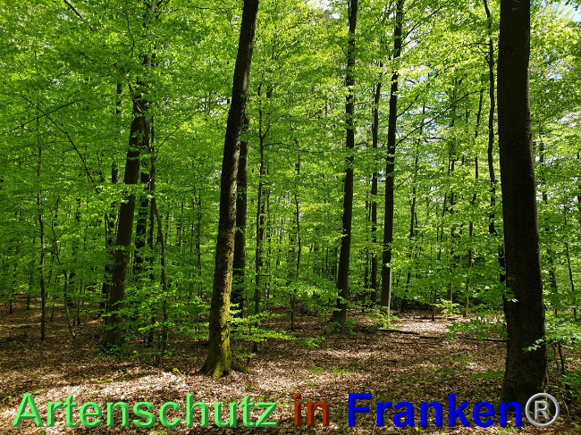 © Artenschutz in Franken® Bild zum Eintrag (1048559-160)