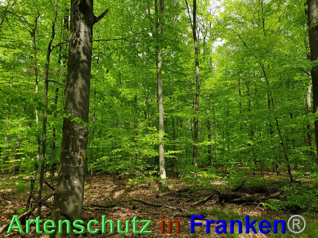 © Artenschutz in Franken® Bild zum Eintrag (1048561-160)