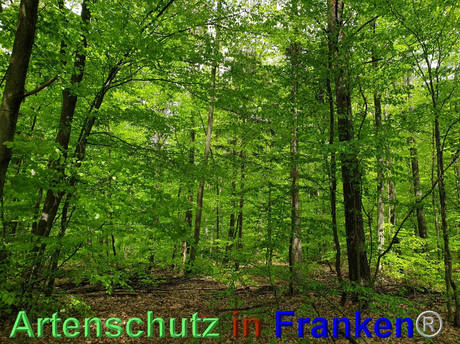 © Artenschutz in Franken® Bild zum Eintrag (1048562-160)
