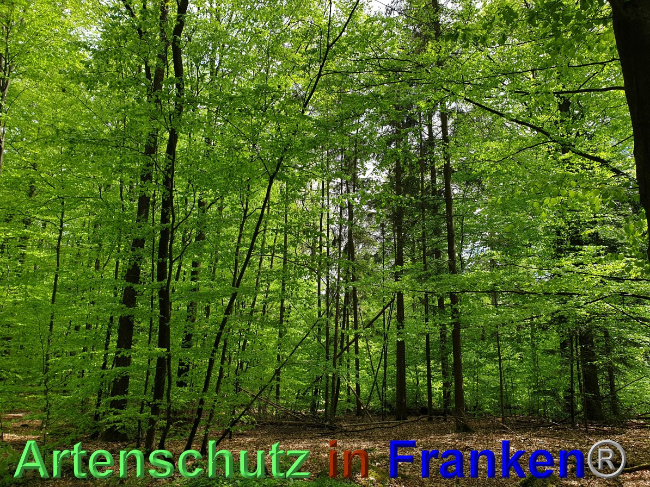 © Artenschutz in Franken® Bild zum Eintrag (1048563-160)