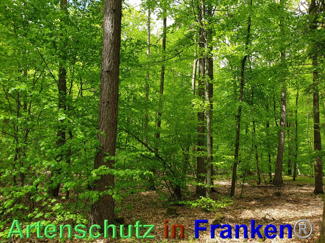 © Artenschutz in Franken® Bild zum Eintrag (1048564-160)