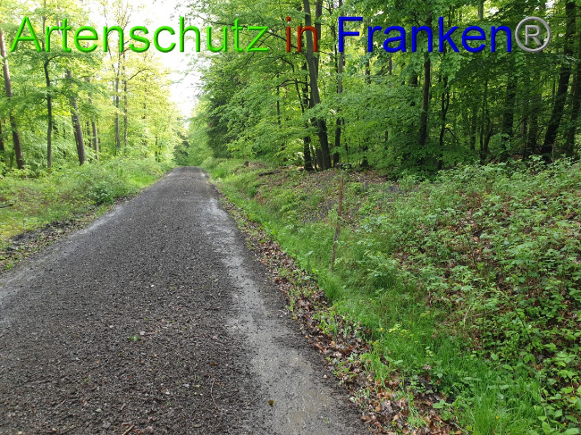 © Artenschutz in Franken® Bild zum Eintrag (1049433-160)
