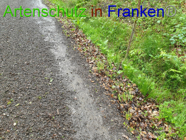 © Artenschutz in Franken® Bild zum Eintrag (1049434-160)