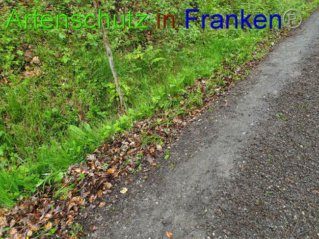 © Artenschutz in Franken® Bild zum Eintrag (1049436-160)