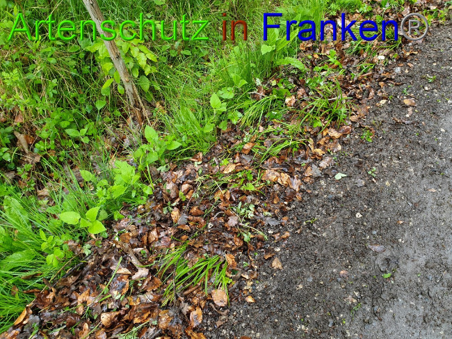 © Artenschutz in Franken® Bild zum Eintrag (1049437-160)