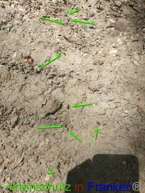 © Artenschutz in Franken® Bild zum Eintrag (1049445-160)