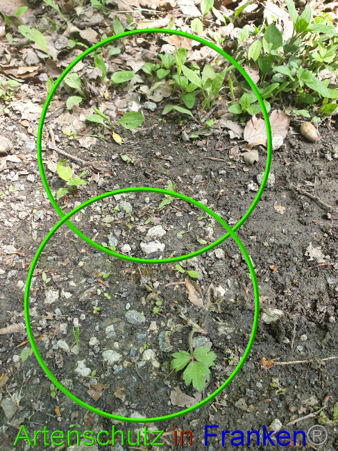 © Artenschutz in Franken® Bild zum Eintrag (1049447-160)