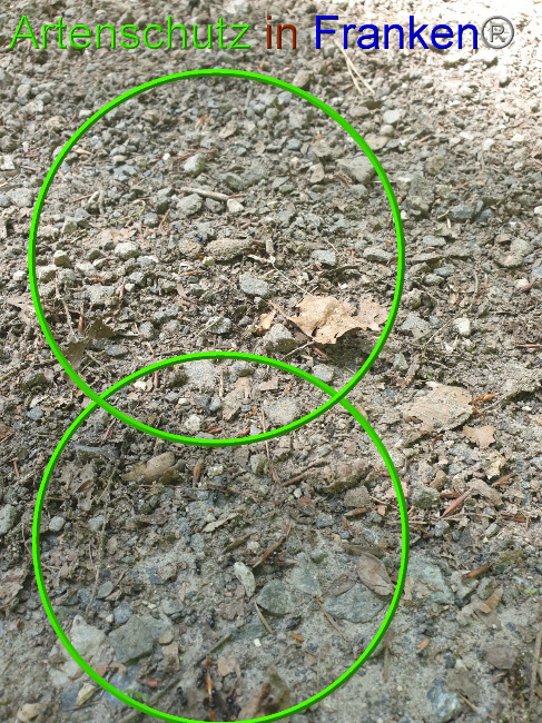 © Artenschutz in Franken® Bild zum Eintrag (1049448-160)