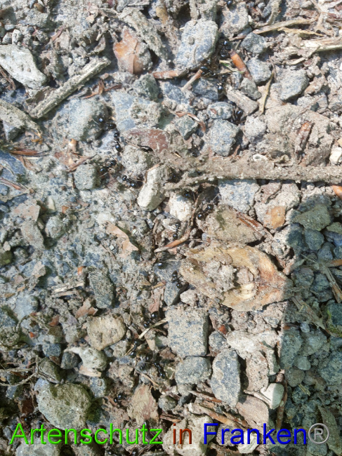© Artenschutz in Franken® Bild zum Eintrag (1049663-160)