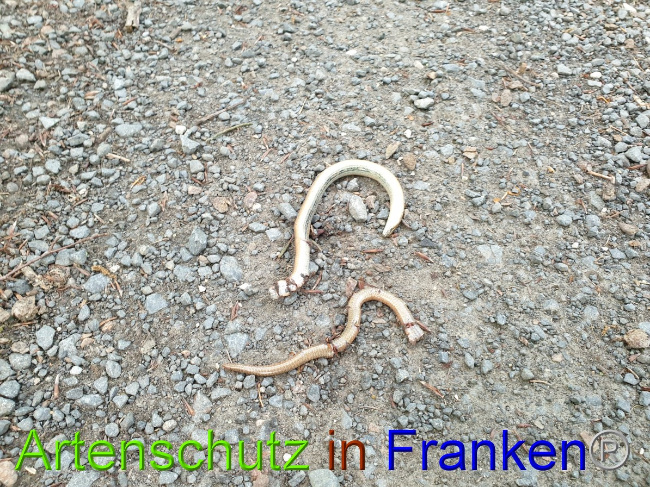 © Artenschutz in Franken® Bild zum Eintrag (1050862-160)