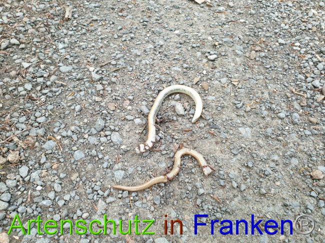 © Artenschutz in Franken® Bild zum Eintrag (1050863-160)